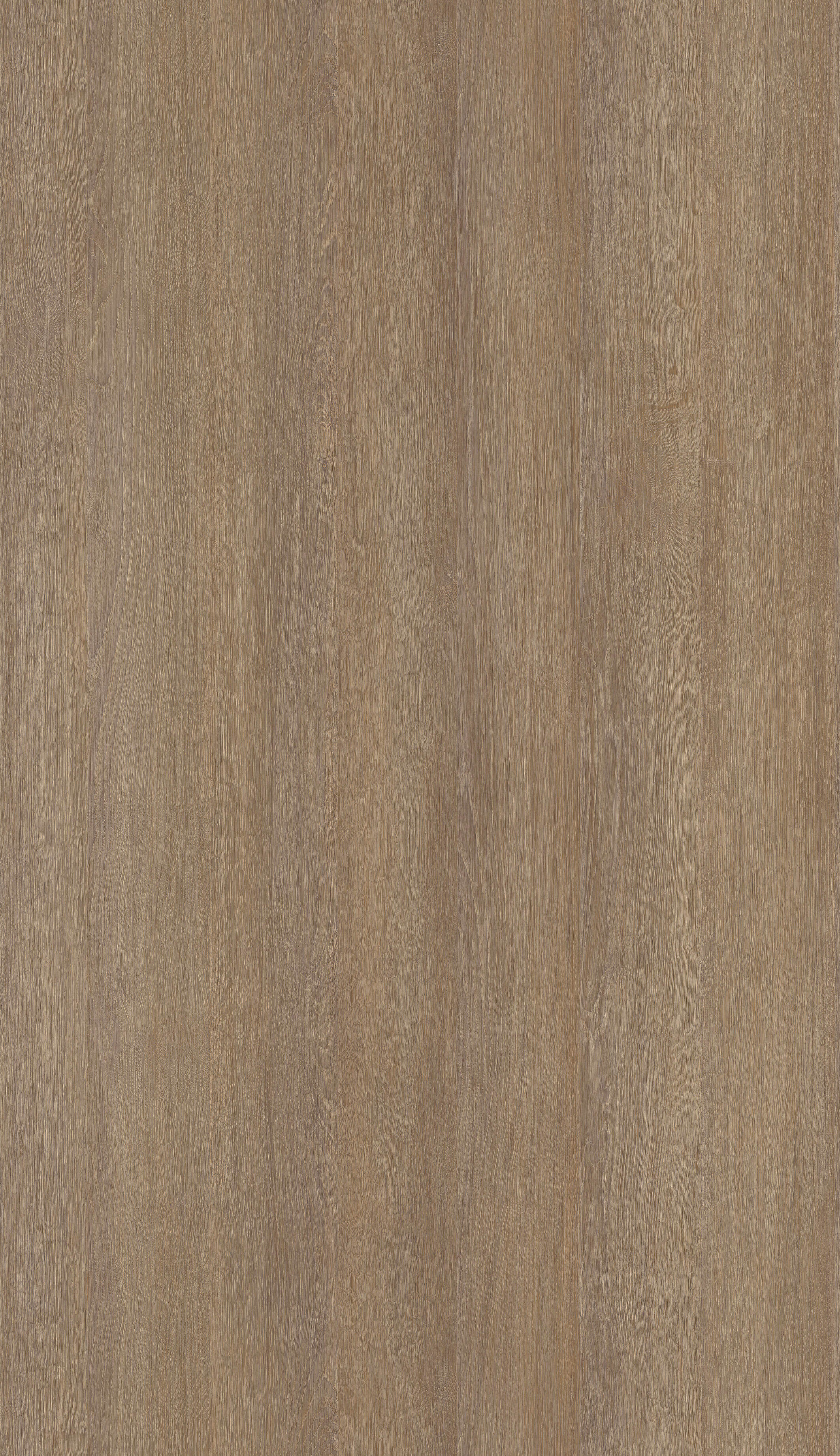 Dąb Włoski R20286 NW