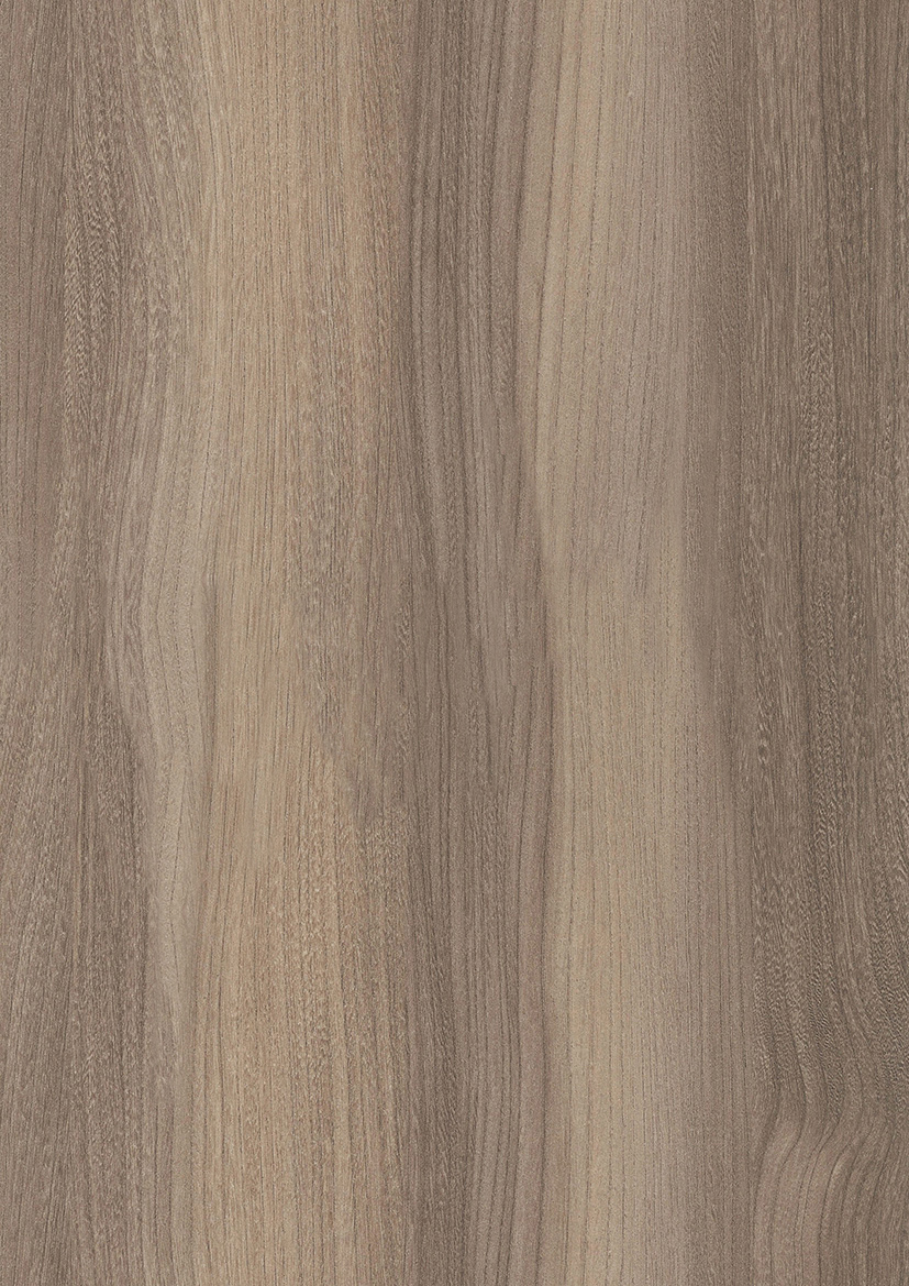 Wiąz Baron Trufel R37003 LN