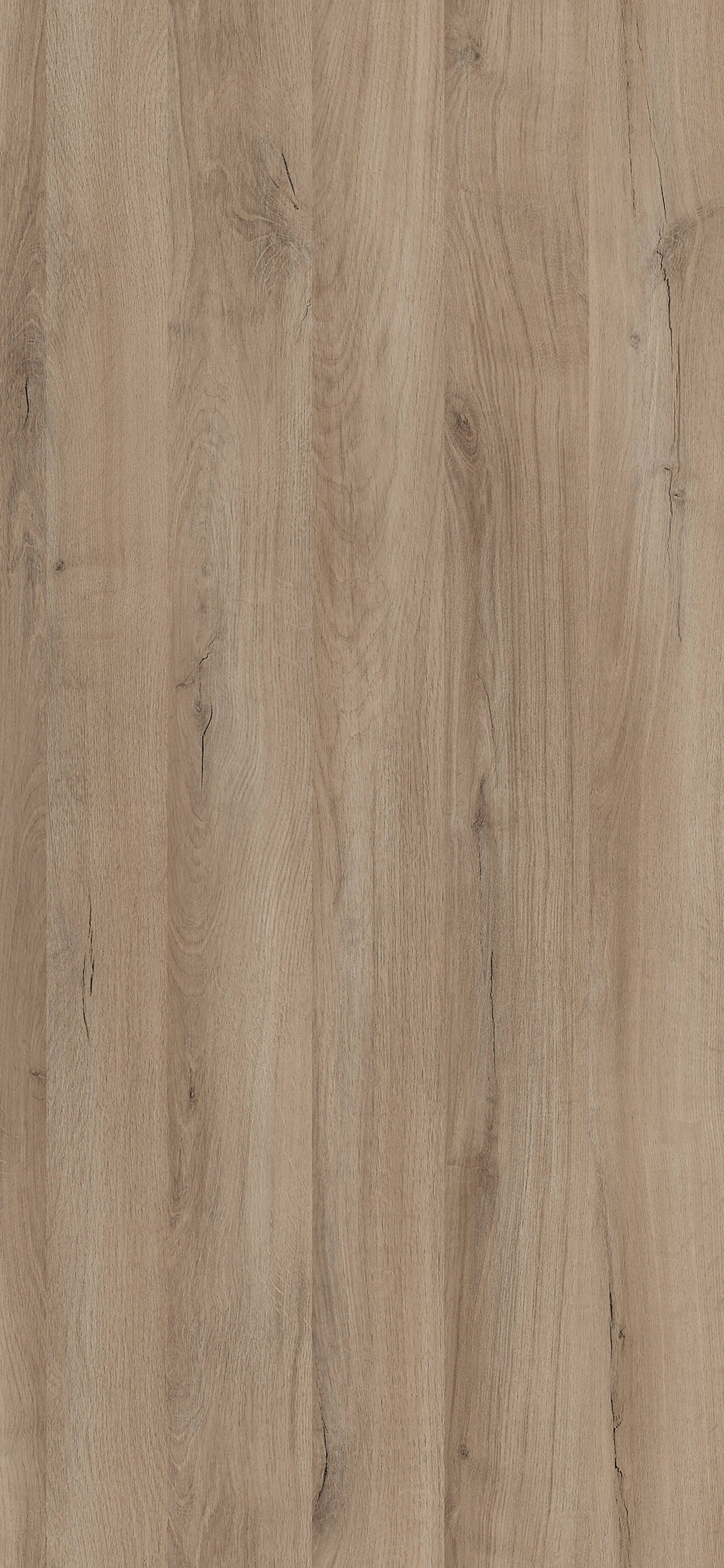 Dąb Lorenzo R20256 NY