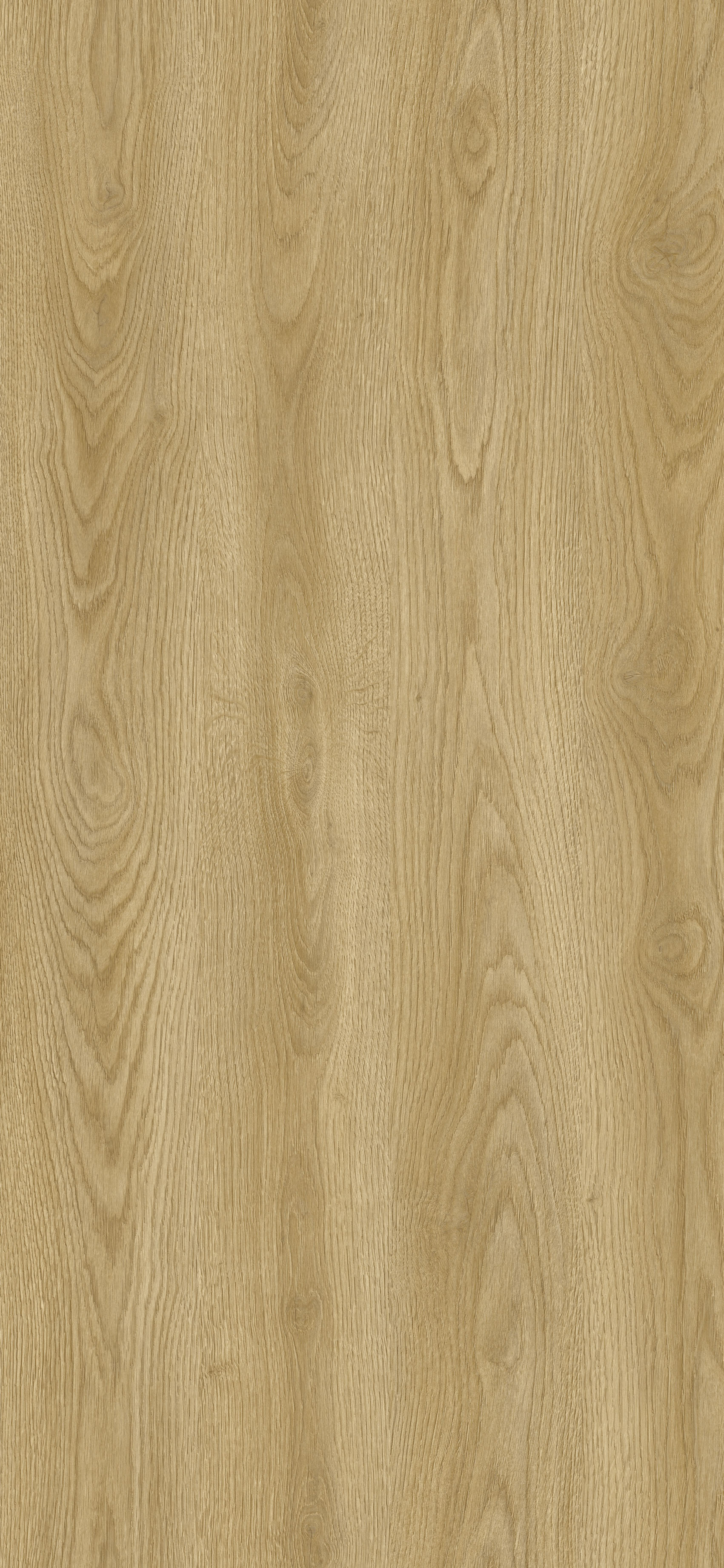 Dąb Karmel R20365 NW