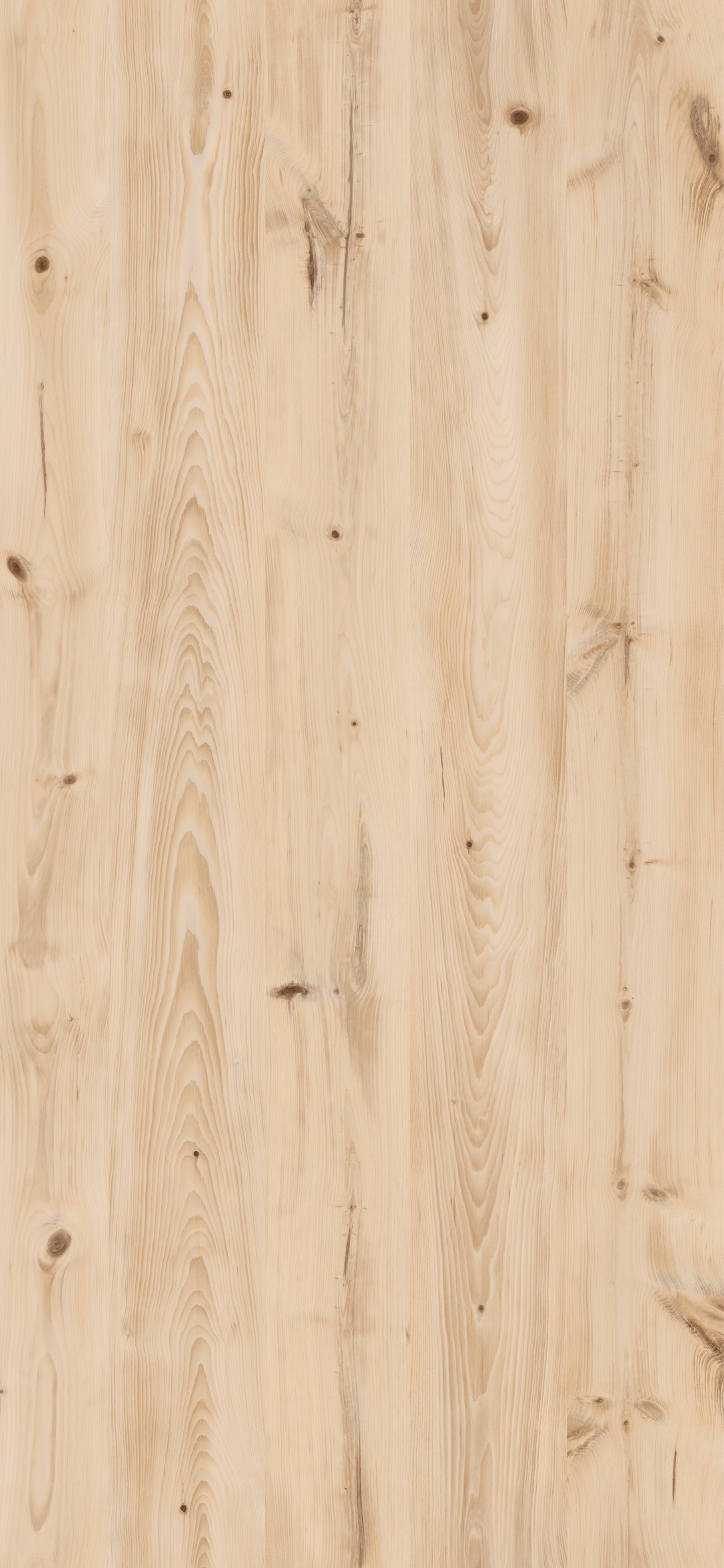 Sosna Górska R55081 RU