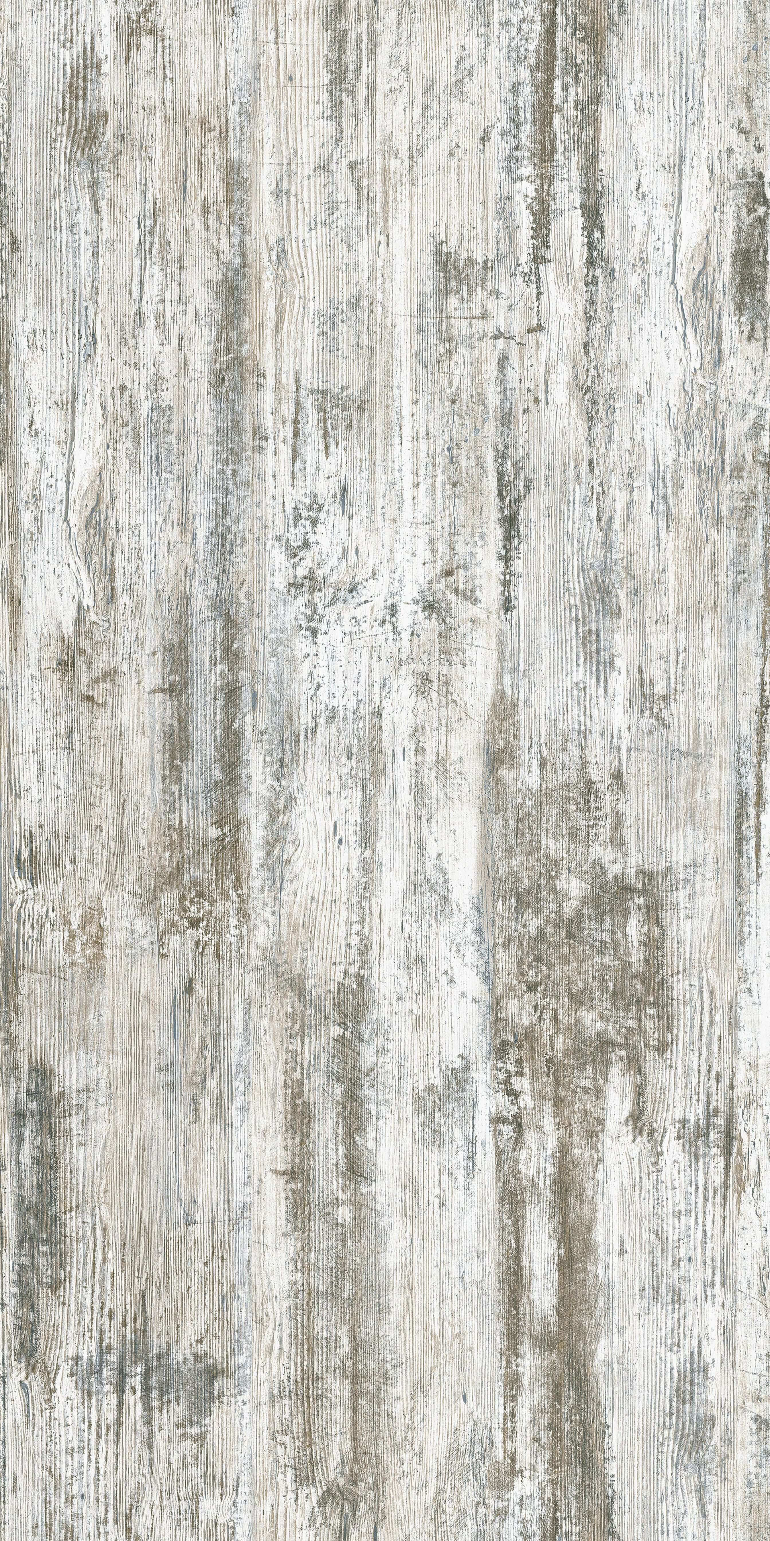 Sosna Bielona R55031 LN