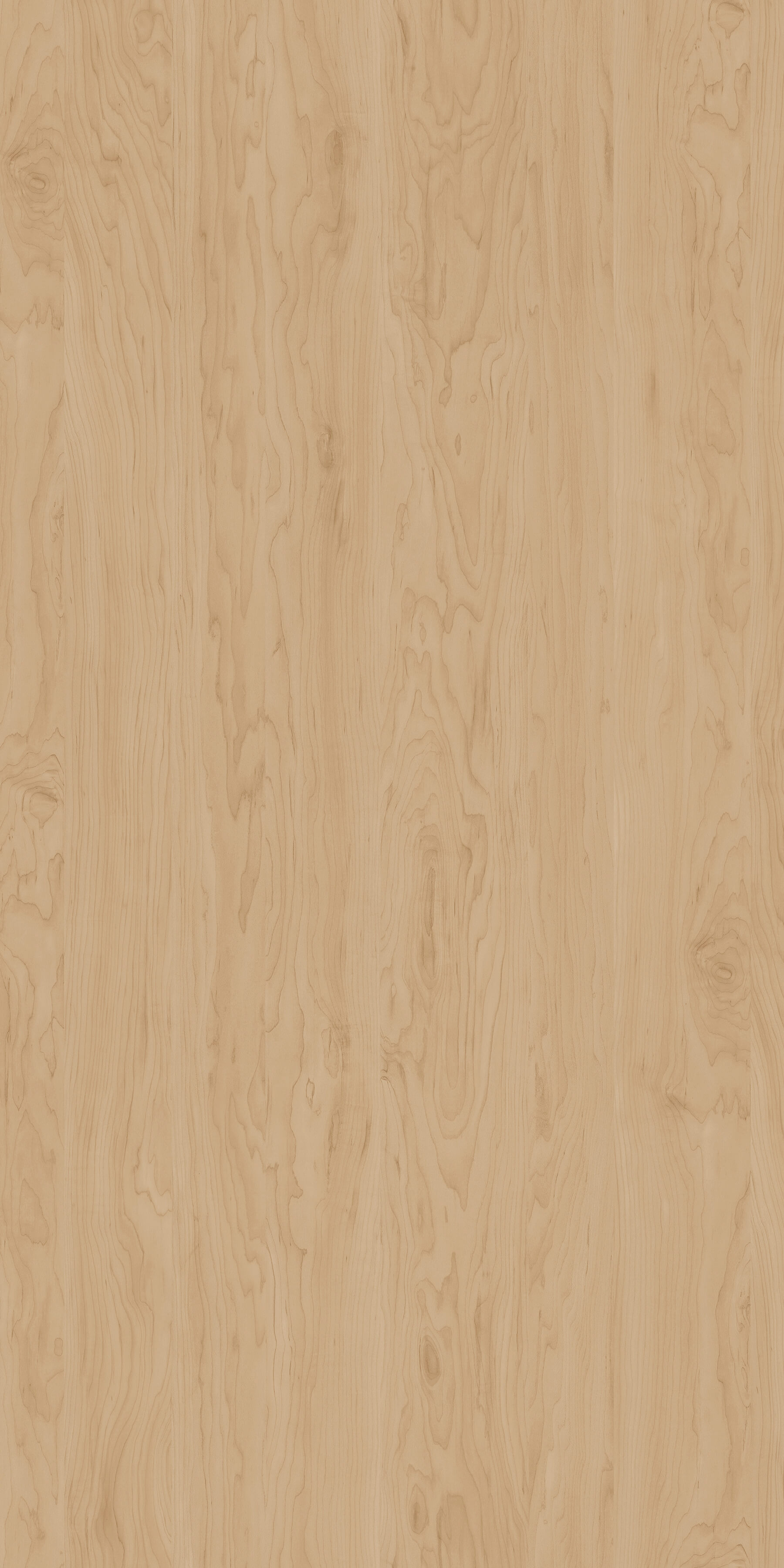 Brzoza Alaska R35017 MO