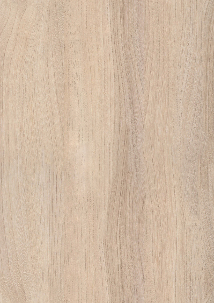 Wiąz Baron R37001 LN