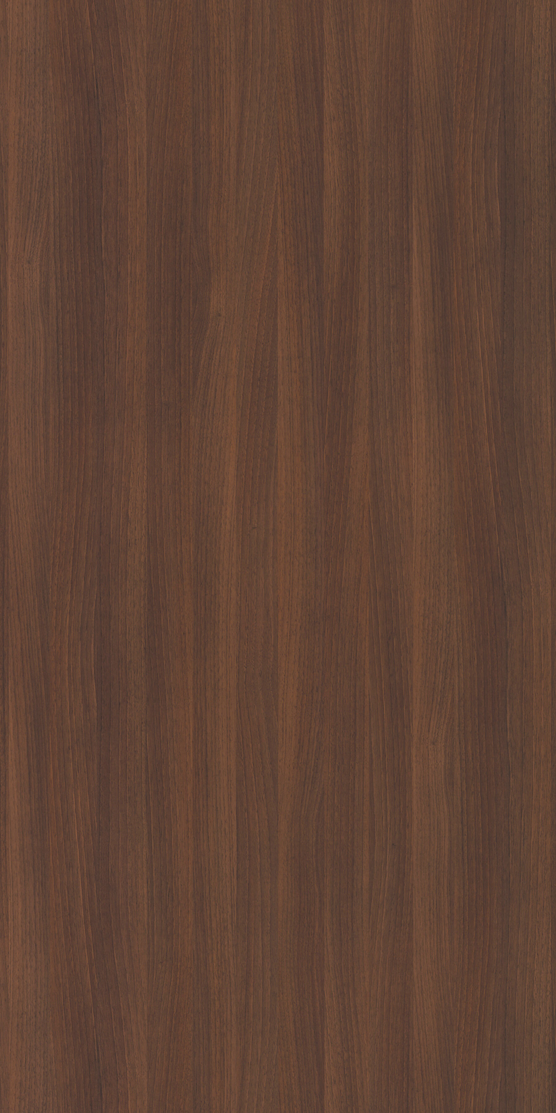 Bella Noce Choco R30019 MO